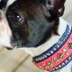 Berzerk the Boston Terrier models a custom collar in her dog sport colors