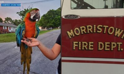 Macaw rescued from tree