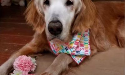 Oldest Golden Retriever