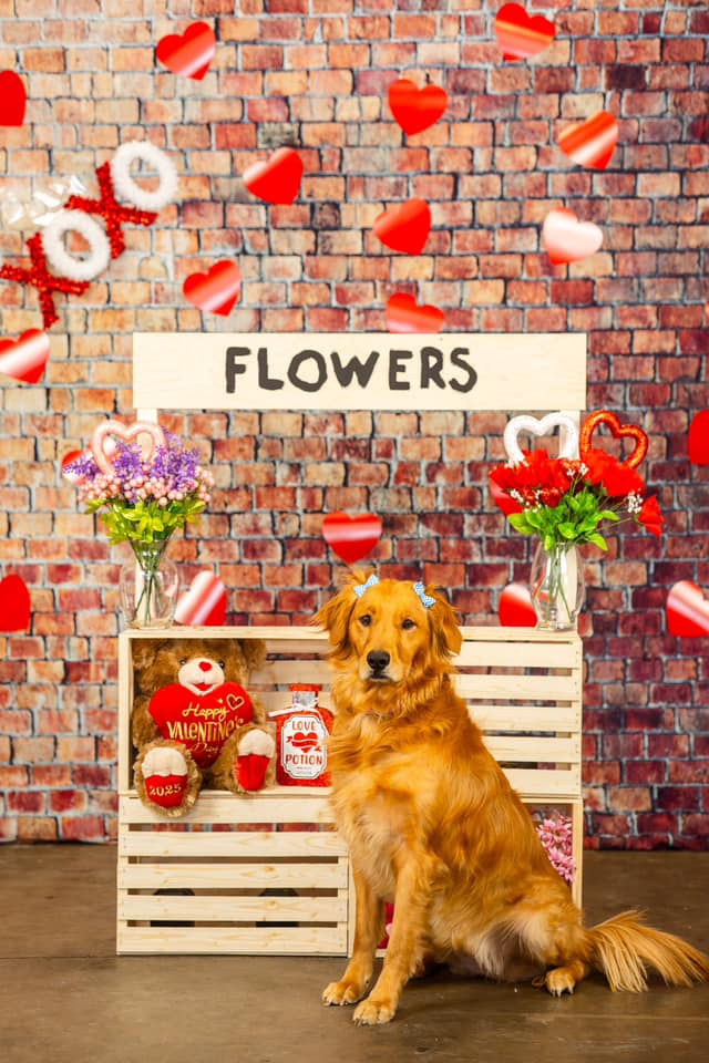 How Pet Retailers Show Love for Their Customers on Valentine’s Day