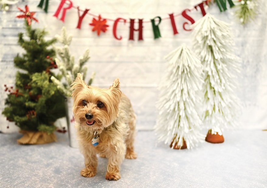 Spokesdog Beau poses on the store’s annual holiday photo set. Proceeds benefit local rescues.