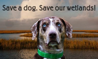 SAve a Dog-save our wetlands campaign