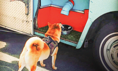 A pup waits for his treat to drop from the chute.